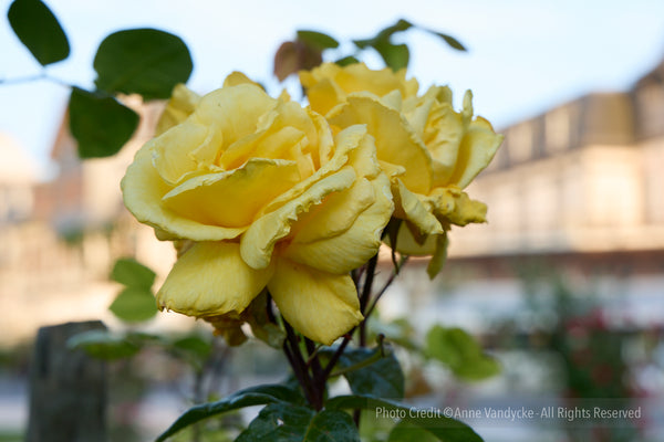 Photo of yellow rose with a blurred background, taken by NYC Photographer Anne Vandycke.