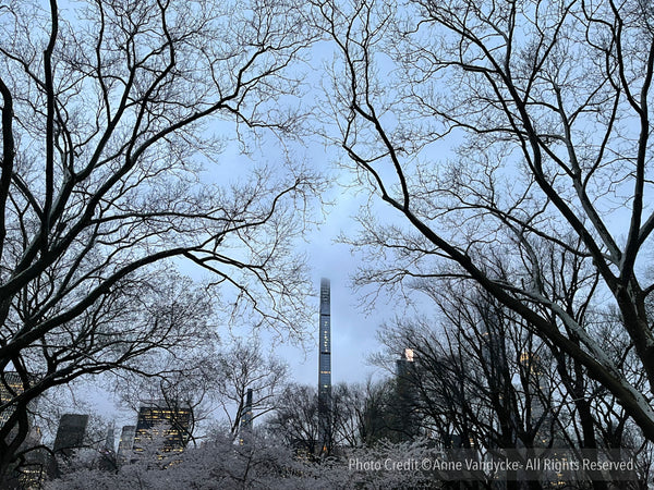 Central Park Photography featuring tree branches against a blue sky with a skyscraper in the background. Best Photo Spots Central Park. Anne Vandycke Photography.